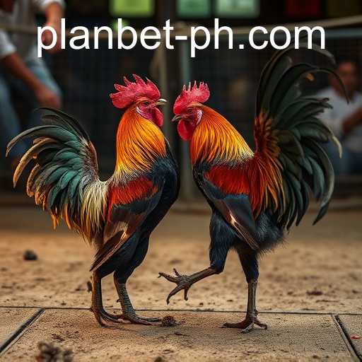 Exploring the Complex World of Cockfighting and the Influence of 'Plan Bet'